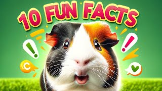 10 Fun Facts About Guinea Pigs That Will Surprise You [upl. by Kosse]