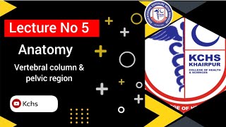vertebral column amp Anatomy of pelvic region [upl. by Sigvard]