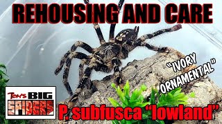 Poecilotheria subfusca quotlowlandquot  Ivory Ornamental Rehousing and Care [upl. by Greenwell]