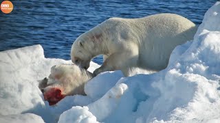 What Happen in Nature Cold Blooded Animals Eat Their Baby  Animal Documentary  Wildlife Secrets [upl. by Airotal]