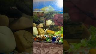 Kechua 🪱 gayab ho gaya 😫 minivlog aquarium petsvlog pets shortvlog fishtank guppybreeding [upl. by Eoj]