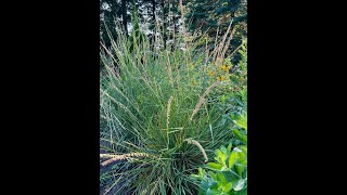 Minnesota Native Plants  SideOats Grama Bouteloua Curtipendula [upl. by Zetra]