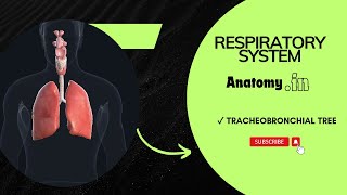 TracheoBronchial Tree  Respiratory System physiology anatomy [upl. by Cirdor]