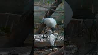 Panamaram Heronry Ecological Marvel in Kerala NatureAdventure BirdWatchingLife BirdBehavior [upl. by Eeniffar478]