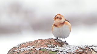 Snow Bunting Singing Calling and Feeding  Scottish Highlands [upl. by Nilyac]