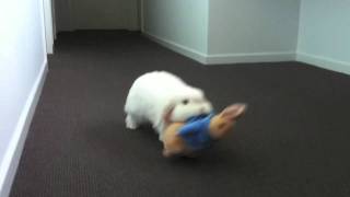 Best Friends CUTE Mini Lop Rabbit Drags Around Peter Rabbit Toy [upl. by Anipsed]