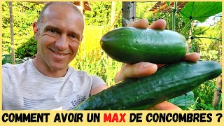 CONCOMBRES AU POTAGER  Taille tuteurage variétés [upl. by Seidel]