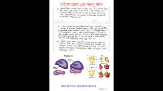 রাইবোজোম এর পরানু গঠন। class 11 edubiocare shortsfeed shorts [upl. by Gnilsia]