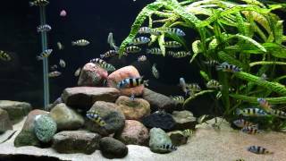 Haplochromis latifasciatus [upl. by Warren]