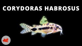 Corydoras habrosus ✔ [upl. by Blayne]