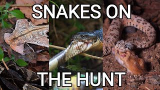 Snakes on the hunt venomous King cobra rattlesnake pit viper Gaboon viper Grass and Dice snake [upl. by Caril736]