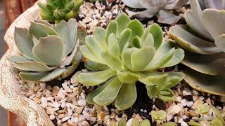 Echeveria Elegans Suculenta como cultivar dicas para iniciantes [upl. by Gaut122]