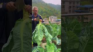 Purple Cauliflower Harvesting cauliflower garden plantingtips harvest rurallife vegetables [upl. by Arella62]