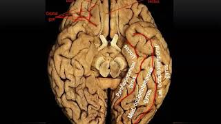 Sulci and Gyri of Inferior and Medial Surfaces of Cerebral Hemisphere Practical  Dr Ahmed Farid [upl. by Tannen]