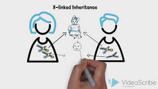 Genetic Diseases 2 Xlinked inheritance [upl. by Lennad]