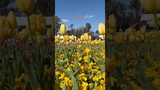 Floriade 2024 exceeded expectations amp was worth the day trip ☺️ tulips australia spring [upl. by Mikiso]