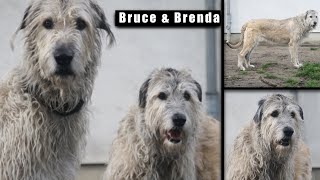 Irische Wolfshunde Bruce und Brenda suchen ein neues Zuhause ❤️ [upl. by Nivrae]