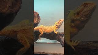 Bearded dragon waving [upl. by Dyana949]