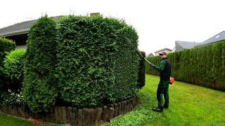 Kustorez Coniferen trimming Pruning the Thuja [upl. by Laurance]