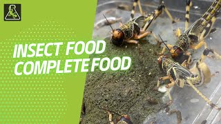 Insect Food  Reptile Systems [upl. by Ioved]