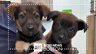 MSPCA says Salem shelter is overflowing with puppies [upl. by Ecinereb]