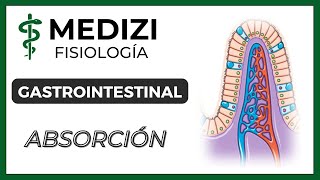 Clase 54 Fisiología Gastrointestinal  Absorción en el tubo digestivo IGdoctorpaiva [upl. by Kassi]