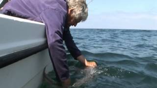 Tope Fishing Luce Bay  Charter Boat Fishing [upl. by Adnerb]