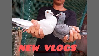 My New Pigeons Vlogs 🕊️😍 [upl. by Nyladnor]