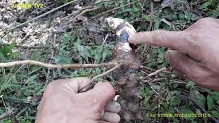 Smilax glabra  Medicinal Plants And Their Uses  IU MIEN TV2 [upl. by Chesnut]