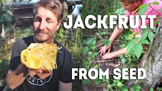 Starting Jackfruit from Seed the Super Easy Way [upl. by Sletten786]