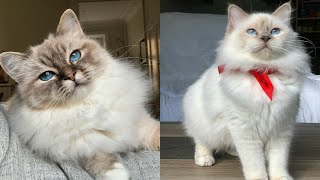 BIRMAN CATS 2021 [upl. by Raddy]