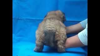 Chow chow Perros chow chow venta cachorros registro pedigree [upl. by Hunger]