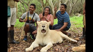 Walk with the Lions at Casela Park Mauritius [upl. by Audrie]