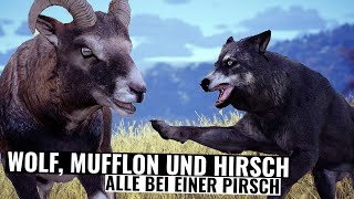 Wolf Mufflon und Hirsch alles bei einer Pirsch  Way of the Hunter [upl. by Irab]