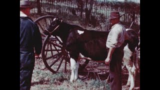 Battling Brucellosis United States Department of Agriculture 1946 [upl. by Senecal]