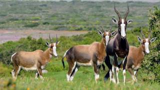 Afrique Australe la faune face aux saisons [upl. by Davina]