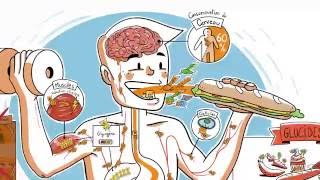 Le parcours des glucides dans lorganisme [upl. by Louls]