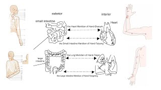 HEART AND SMALL INTESTINE LUNGS AND LARGE INTESTINE RELATIONSHIPS [upl. by Ardena]