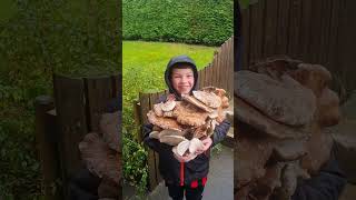 So many Birch Polypore mushroom medicine short foraging nature [upl. by Lesab]