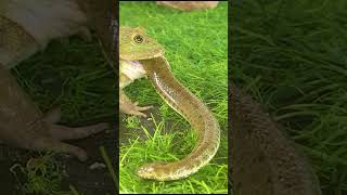 African bullfrog swallowed snake [upl. by Atsiuqal]