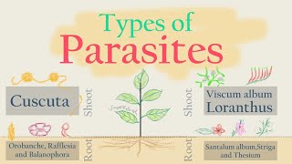 Total and Partial Root amp Stem Parasites [upl. by Ilysa]