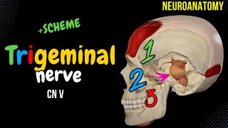 CN 5 Trigeminal Nerve EASY Scheme  Animation [upl. by Koerner]