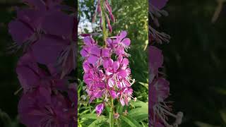 Fireweed says Summer is Half over Upper Peninsula Michigan shorts [upl. by Rockwell]