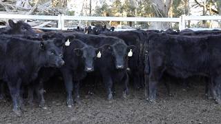 See how to use Cydectin Long Acting Injection for Cattle [upl. by Merrilee632]