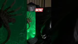 Alien Romulus face hugger and xenomorph popcorn bucket unboxing [upl. by Grannia]