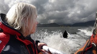 Vancouver Island  Whalewatching 4k [upl. by Russi]