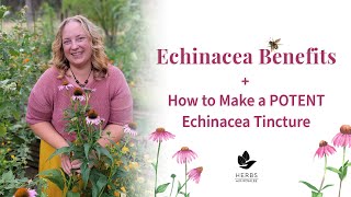 Echinacea Benefits  How to Make Echinacea Tincture  Herbs for Immune System [upl. by Badger]