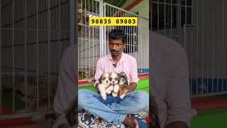 Lhasa Apso Puppy in kolkata lhasaapso lhasapuppy dogs dogbreed [upl. by Eiznik]