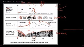 Grade 12 Life Sciences Human Reproduction Part 3 [upl. by Ivonne]