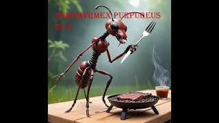 Iridomyrmex Purpureus ep 4 On déménage les zaustraliennes [upl. by Kee747]